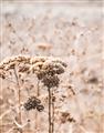 Picture of Macro Dried Florals _GroupedProduct_Rectangle_Portrait_Photography _GroupedProduct_Rectangle_Portrait_Unframed_Print_Only_