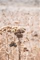 Picture of Macro Dried Florals _GroupedProduct_Rectangle_Portrait_Photography _GroupedProduct_Rectangle_Portrait_Unframed_Print_Only_