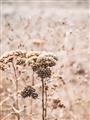 Picture of Macro Dried Florals _GroupedProduct_Rectangle_Portrait_Photography _GroupedProduct_Rectangle_Portrait_Unframed_Print_Only_