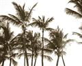 Picture of Cali Palms Sepia Collection _GroupedProduct_Rectangle_Landscape_Photography _GroupedProduct_Rectangle_Landscape_Unframed_Print_Only_