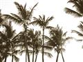 Picture of Cali Palms Sepia Collection _GroupedProduct_Rectangle_Landscape_Photography _GroupedProduct_Rectangle_Landscape_Unframed_Print_Only_