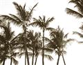 Picture of Cali Palms Sepia Collection _GroupedProduct_Rectangle_Landscape_Photography _GroupedProduct_Rectangle_Landscape_Unframed_Print_Only_