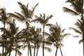 Picture of Cali Palms Sepia Collection _GroupedProduct_Rectangle_Landscape_Photography _GroupedProduct_Rectangle_Landscape_Unframed_Print_Only_