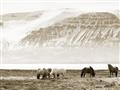 Picture of Wild Horses _GroupedProduct_Rectangle_Landscape_Photography _GroupedProduct_Rectangle_Landscape_Unframed_Print_Only_