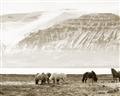 Picture of Wild Horses _GroupedProduct_Rectangle_Landscape_Photography _GroupedProduct_Rectangle_Landscape_Unframed_Print_Only_