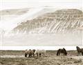 Picture of Wild Horses _GroupedProduct_Rectangle_Landscape_Photography _GroupedProduct_Rectangle_Landscape_Unframed_Print_Only_