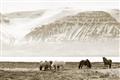 Picture of Wild Horses _GroupedProduct_Rectangle_Landscape_Photography _GroupedProduct_Rectangle_Landscape_Unframed_Print_Only_