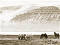 Picture of Wild Horses _GroupedProduct_Rectangle_Landscape_Photography _GroupedProduct_Rectangle_Landscape_Unframed_Print_Only_