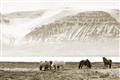 Picture of Wild Horses _GroupedProduct_Rectangle_Landscape_Photography _GroupedProduct_Rectangle_Landscape_Unframed_Print_Only_