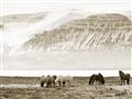 Picture of Wild Horses _GroupedProduct_Rectangle_Landscape_Photography _GroupedProduct_Rectangle_Landscape_Unframed_Print_Only_