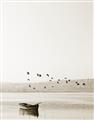 Picture of Birds over the Water _GroupedProduct_Rectangle_Portrait_Photography _GroupedProduct_Rectangle_Portrait_Unframed_Print_Only_