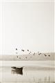 Picture of Birds over the Water _GroupedProduct_Rectangle_Portrait_Photography _GroupedProduct_Rectangle_Portrait_Unframed_Print_Only_