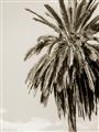 Picture of Canary Palm _GroupedProduct_Rectangle_Portrait_Photography _GroupedProduct_Rectangle_Portrait_Unframed_Print_Only_