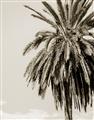 Picture of Canary Palm _GroupedProduct_Rectangle_Portrait_Photography _GroupedProduct_Rectangle_Portrait_Unframed_Print_Only_