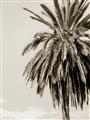 Picture of Canary Palm _GroupedProduct_Rectangle_Portrait_Photography _GroupedProduct_Rectangle_Portrait_Unframed_Print_Only_