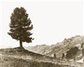 Picture of Tree on a Hill _GroupedProduct_Rectangle_Landscape_Photography _GroupedProduct_Rectangle_Landscape_Unframed_Print_Only_