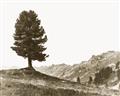 Picture of Tree on a Hill _GroupedProduct_Rectangle_Landscape_Photography _GroupedProduct_Rectangle_Landscape_Unframed_Print_Only_