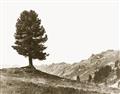 Picture of Tree on a Hill _GroupedProduct_Rectangle_Landscape_Photography _GroupedProduct_Rectangle_Landscape_Unframed_Print_Only_