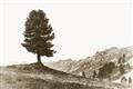Picture of Tree on a Hill _GroupedProduct_Rectangle_Landscape_Photography _GroupedProduct_Rectangle_Landscape_Unframed_Print_Only_