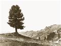 Picture of Tree on a Hill _GroupedProduct_Rectangle_Landscape_Photography _GroupedProduct_Rectangle_Landscape_Unframed_Print_Only_