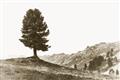 Picture of Tree on a Hill _GroupedProduct_Rectangle_Landscape_Photography _GroupedProduct_Rectangle_Landscape_Unframed_Print_Only_