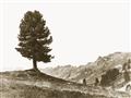 Picture of Tree on a Hill _GroupedProduct_Rectangle_Landscape_Photography _GroupedProduct_Rectangle_Landscape_Unframed_Print_Only_