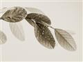 Picture of Spring Dew Leaves _GroupedProduct_Rectangle_Landscape_Photography _GroupedProduct_Rectangle_Landscape_Unframed_Print_Only_