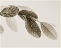 Picture of Spring Dew Leaves _GroupedProduct_Rectangle_Landscape_Photography _GroupedProduct_Rectangle_Landscape_Unframed_Print_Only_