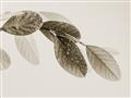 Picture of Spring Dew Leaves _GroupedProduct_Rectangle_Landscape_Photography _GroupedProduct_Rectangle_Landscape_Unframed_Print_Only_