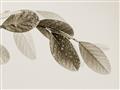 Picture of Spring Dew Leaves _GroupedProduct_Rectangle_Landscape_Photography _GroupedProduct_Rectangle_Landscape_Unframed_Print_Only_
