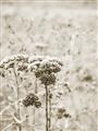 Picture of Macro Dried Florals _GroupedProduct_Rectangle_Portrait_Photography _GroupedProduct_Rectangle_Portrait_Unframed_Print_Only_
