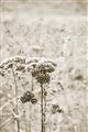 Picture of Macro Dried Florals _GroupedProduct_Rectangle_Portrait_Photography _GroupedProduct_Rectangle_Portrait_Unframed_Print_Only_