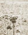 Picture of Macro Dried Florals _GroupedProduct_Rectangle_Portrait_Photography _GroupedProduct_Rectangle_Portrait_Unframed_Print_Only_