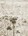 Picture of Macro Dried Florals _GroupedProduct_Rectangle_Portrait_Photography _GroupedProduct_Rectangle_Portrait_Unframed_Print_Only_