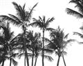 Picture of Cali Palms Sepia Collection _GroupedProduct_Rectangle_Landscape_Photography _GroupedProduct_Rectangle_Landscape_Unframed_Print_Only_