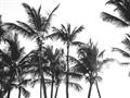 Picture of Cali Palms Sepia Collection _GroupedProduct_Rectangle_Landscape_Photography _GroupedProduct_Rectangle_Landscape_Unframed_Print_Only_