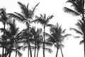 Picture of Cali Palms Sepia Collection _GroupedProduct_Rectangle_Landscape_Photography _GroupedProduct_Rectangle_Landscape_Unframed_Print_Only_