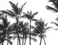 Picture of Cali Palms Sepia Collection _GroupedProduct_Rectangle_Landscape_Photography _GroupedProduct_Rectangle_Landscape_Unframed_Print_Only_