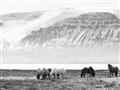 Picture of Wild Horses _GroupedProduct_Rectangle_Landscape_Photography _GroupedProduct_Rectangle_Landscape_Unframed_Print_Only_