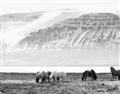 Picture of Wild Horses _GroupedProduct_Rectangle_Landscape_Photography _GroupedProduct_Rectangle_Landscape_Unframed_Print_Only_