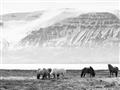 Picture of Wild Horses _GroupedProduct_Rectangle_Landscape_Photography _GroupedProduct_Rectangle_Landscape_Unframed_Print_Only_