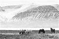 Picture of Wild Horses _GroupedProduct_Rectangle_Landscape_Photography _GroupedProduct_Rectangle_Landscape_Unframed_Print_Only_