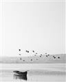 Picture of Birds over the Water _GroupedProduct_Rectangle_Portrait_Photography _GroupedProduct_Rectangle_Portrait_Unframed_Print_Only_