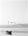 Picture of Birds over the Water _GroupedProduct_Rectangle_Portrait_Photography _GroupedProduct_Rectangle_Portrait_Unframed_Print_Only_