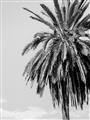 Picture of Canary Palm _GroupedProduct_Rectangle_Portrait_Photography _GroupedProduct_Rectangle_Portrait_Unframed_Print_Only_