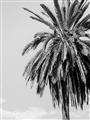 Picture of Canary Palm _GroupedProduct_Rectangle_Portrait_Photography _GroupedProduct_Rectangle_Portrait_Unframed_Print_Only_