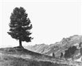 Picture of Tree on a Hill _GroupedProduct_Rectangle_Landscape_Photography _GroupedProduct_Rectangle_Landscape_Unframed_Print_Only_