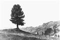 Picture of Tree on a Hill _GroupedProduct_Rectangle_Landscape_Photography _GroupedProduct_Rectangle_Landscape_Unframed_Print_Only_