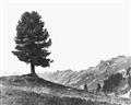 Picture of Tree on a Hill _GroupedProduct_Rectangle_Landscape_Photography _GroupedProduct_Rectangle_Landscape_Unframed_Print_Only_
