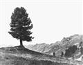Picture of Tree on a Hill _GroupedProduct_Rectangle_Landscape_Photography _GroupedProduct_Rectangle_Landscape_Unframed_Print_Only_